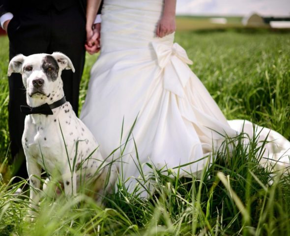 Including Your Pet in Your Wedding