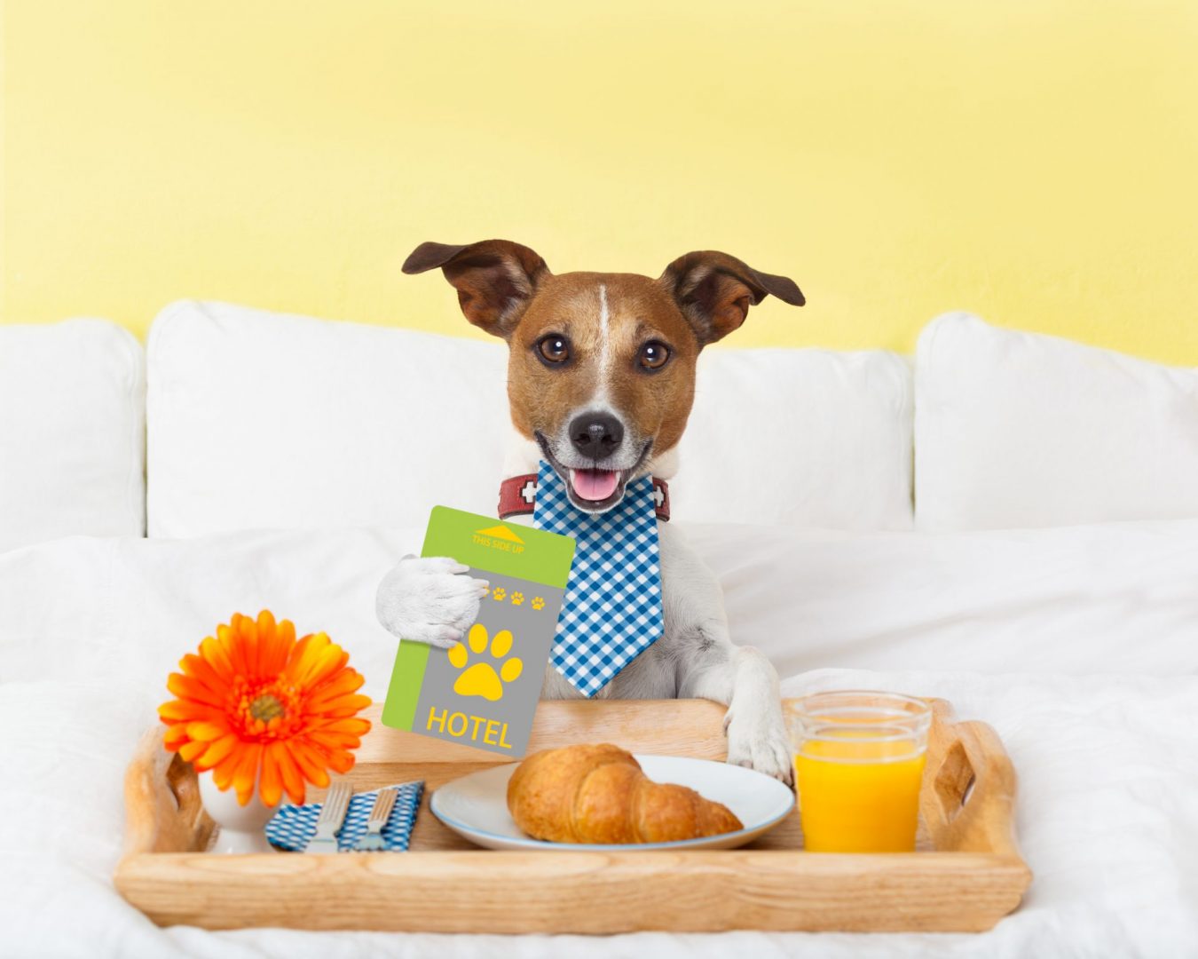 Pet-Friendly Hotels Across the U.S.