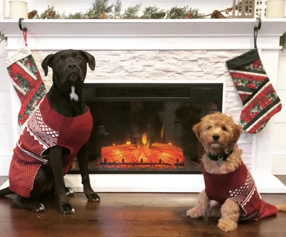 Cozy pups in holiday sweaters