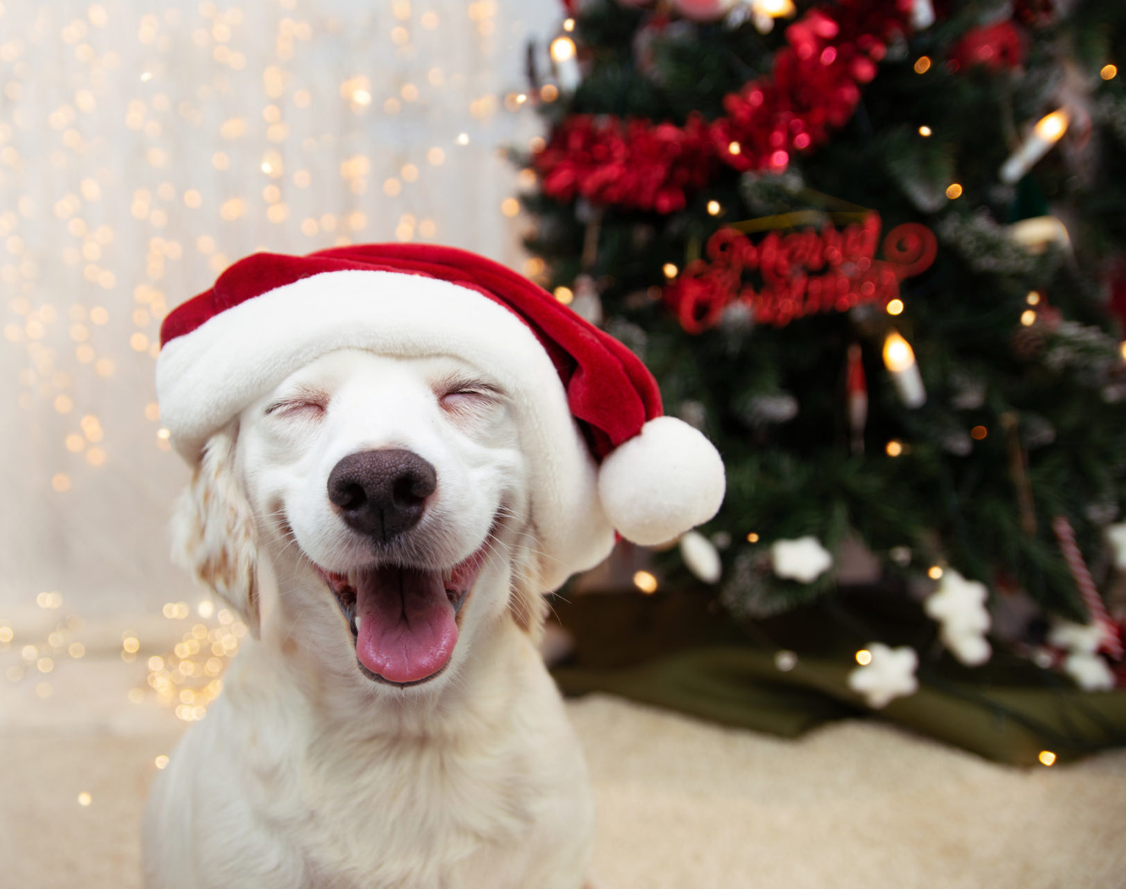 How To Have A Pet friendly Holiday Season FetchaDate Where Pet