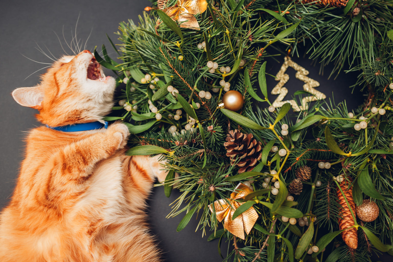 How To Have a Petfriendly Holiday Season FetchaDate Where Pet