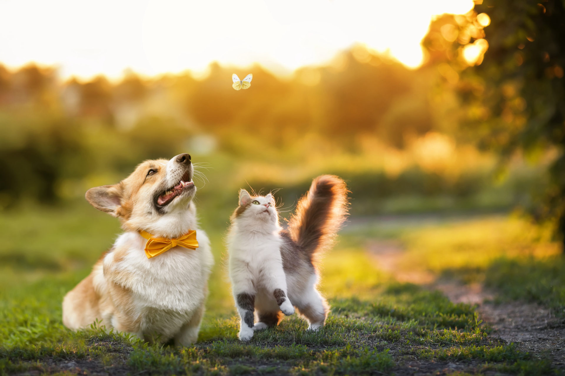 Dog & Cat Relationships  How to Get a Cat & Dog to Get Along
