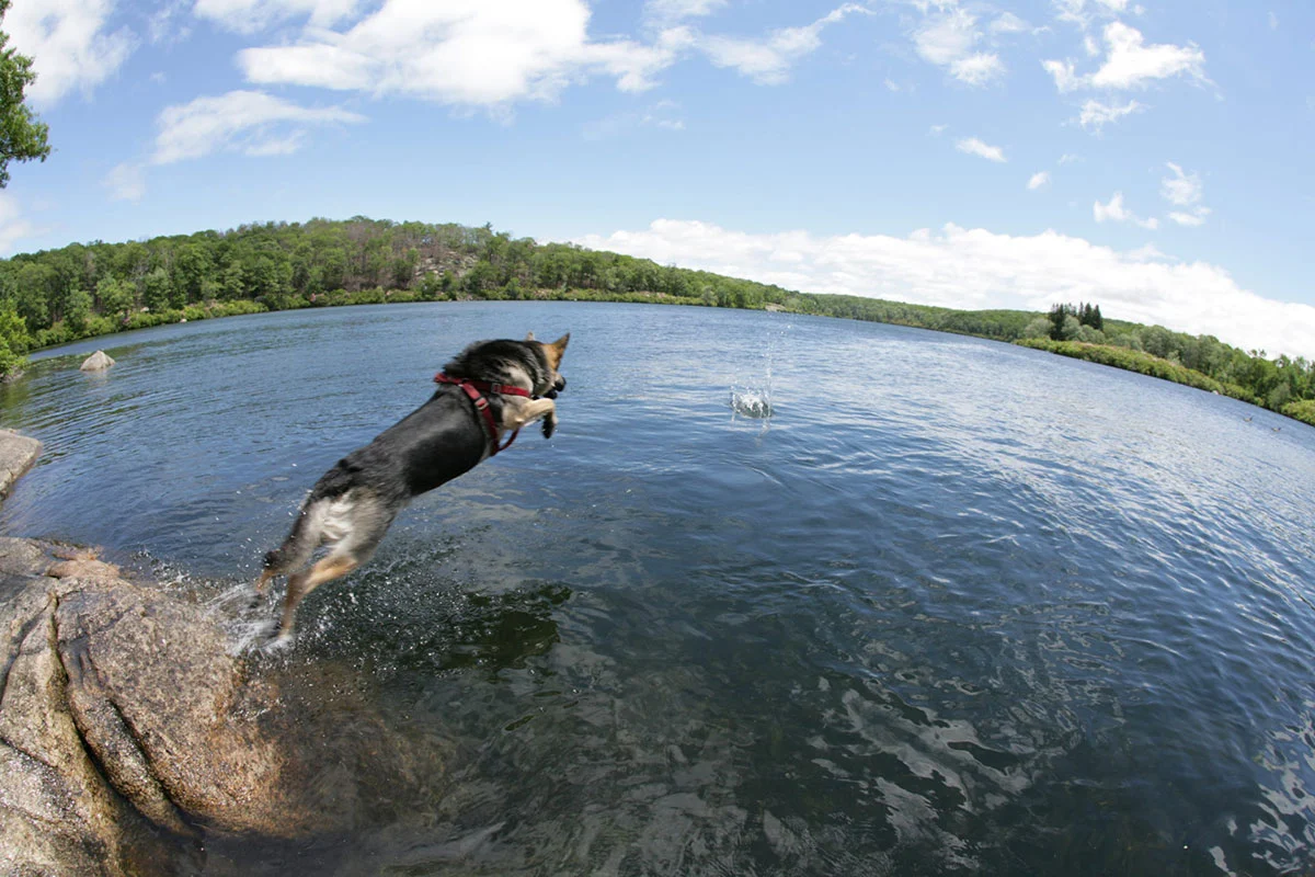 Top-Rated Cities for Singles and Their Pups