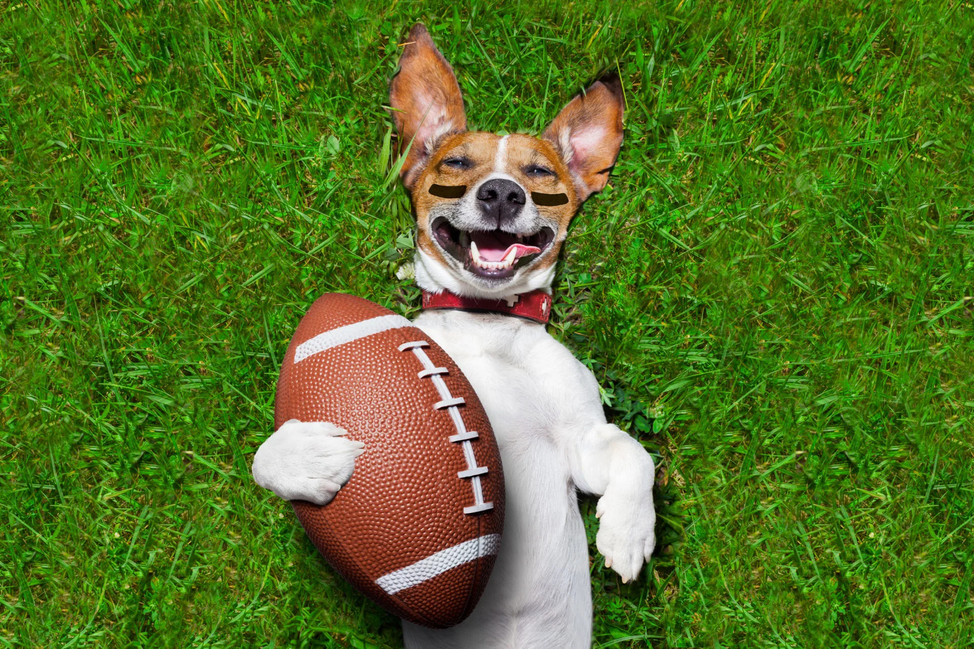 How To Throw a Puppy Bowl Party